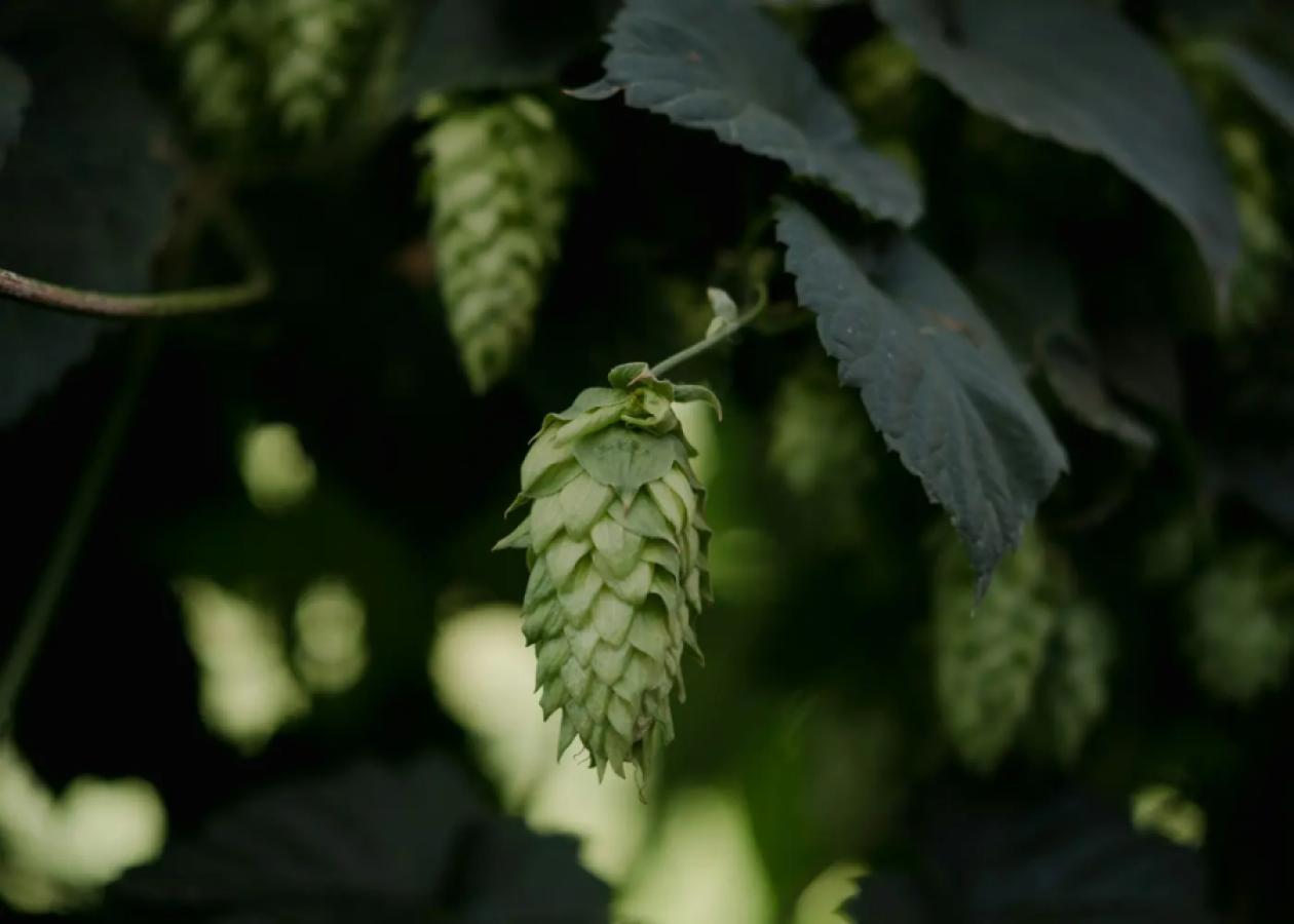 Hazy IPA, 4-pack