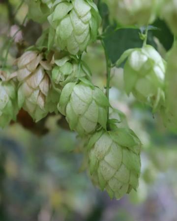 The brewer's cap